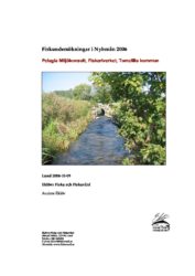 Fiskundersökningar i Nybroån 2006